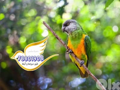 متوفر ببغاء سينيغالي أزواج منتجة