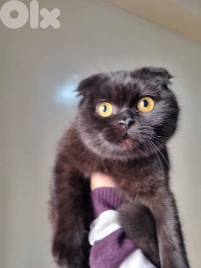 scottish brown female