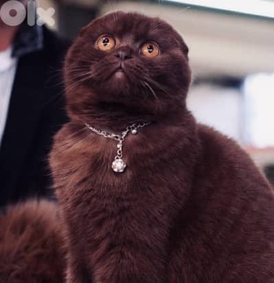 scottish brown female