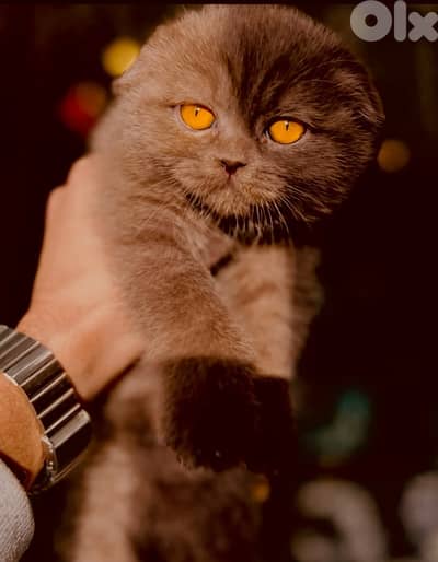 scottish brown for valentine