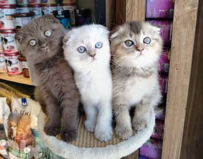 scottish fold kittens