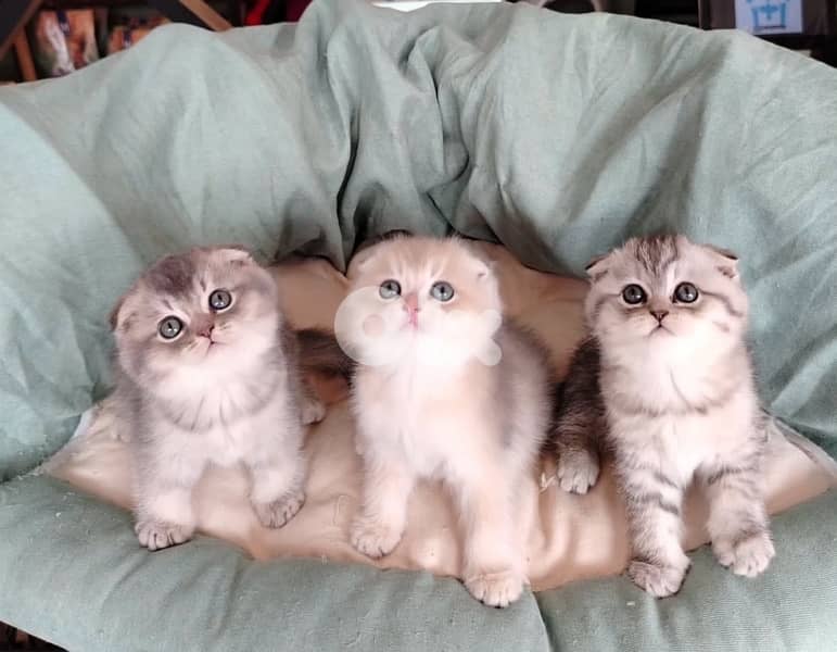 scottish fold kittens 1