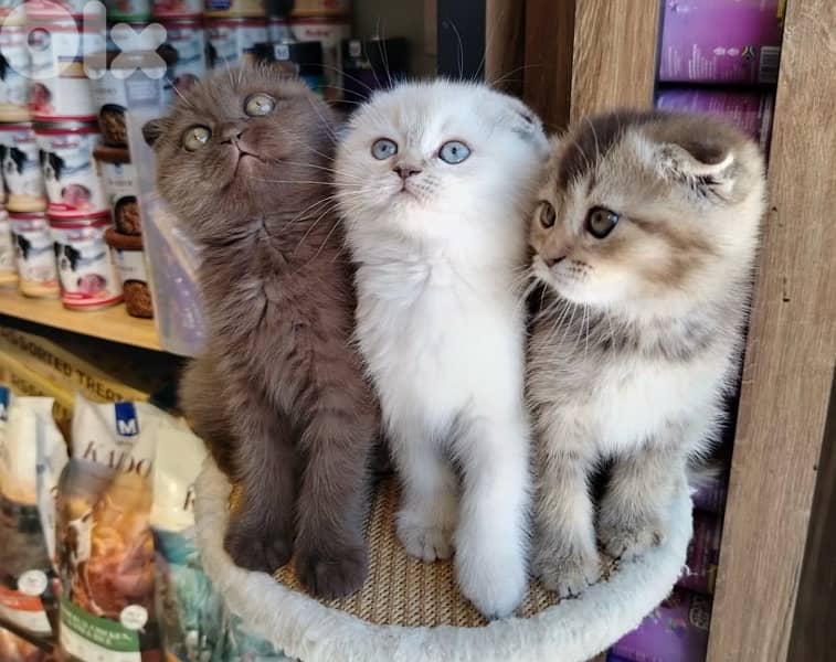 scottish fold kittens 2