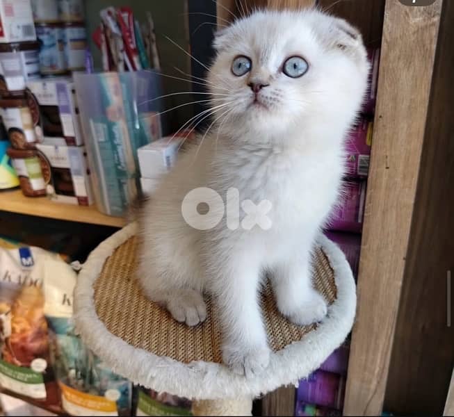 scottish fold kittens 3