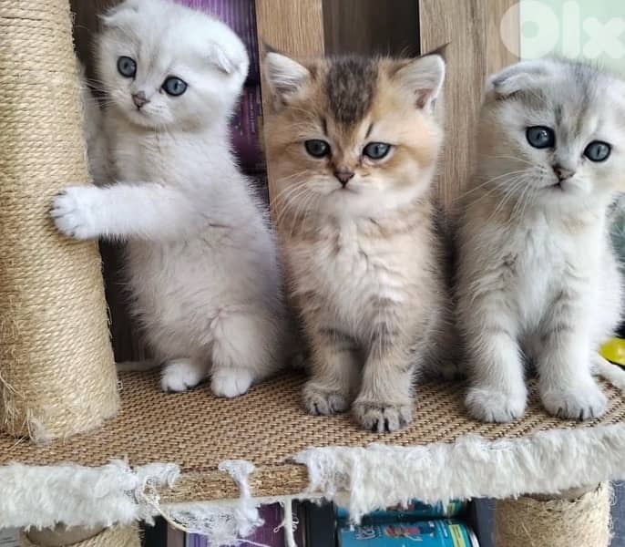 scottish fold kittens 4