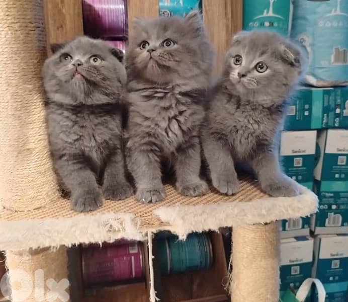 scottish fold kittens 5
