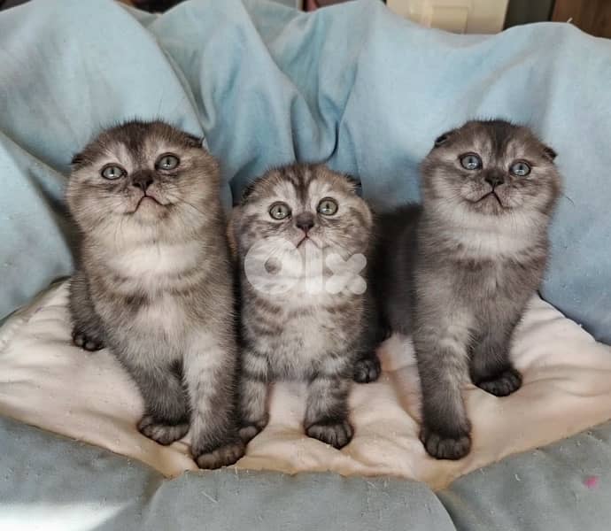 scottish fold kittens 7