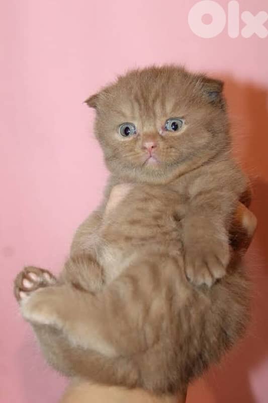 scottish fold kittens 8