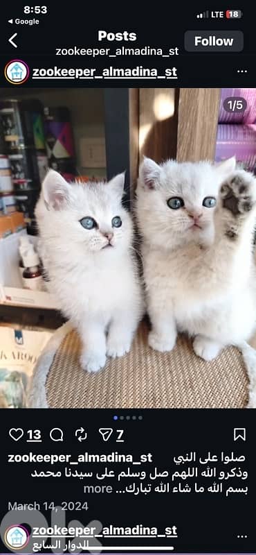 scottish fold kittens 9