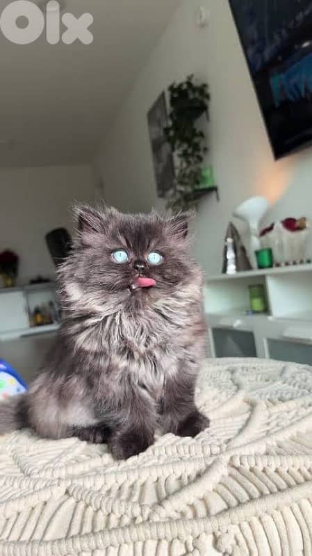 persian chocolate black 1