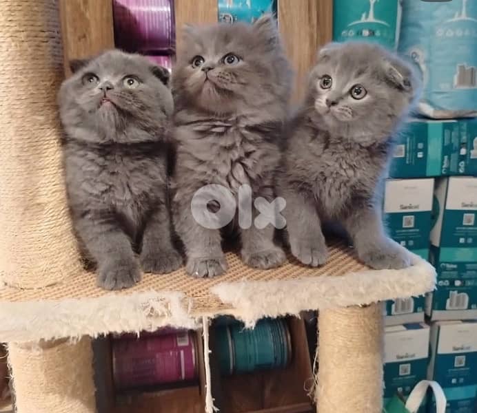 persian chocolate black 2