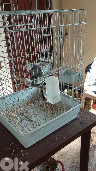 طرابلس التبانة