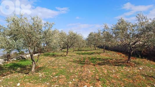 lands for sale in Oura أرض للبيع في عورا