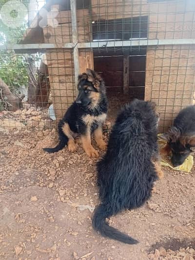 Your Valentine Gift female German shepherd for sale LION FACE