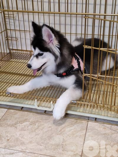 siberian husky