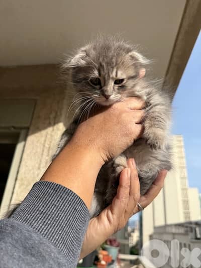 100 chinchilla silver Scottish gold