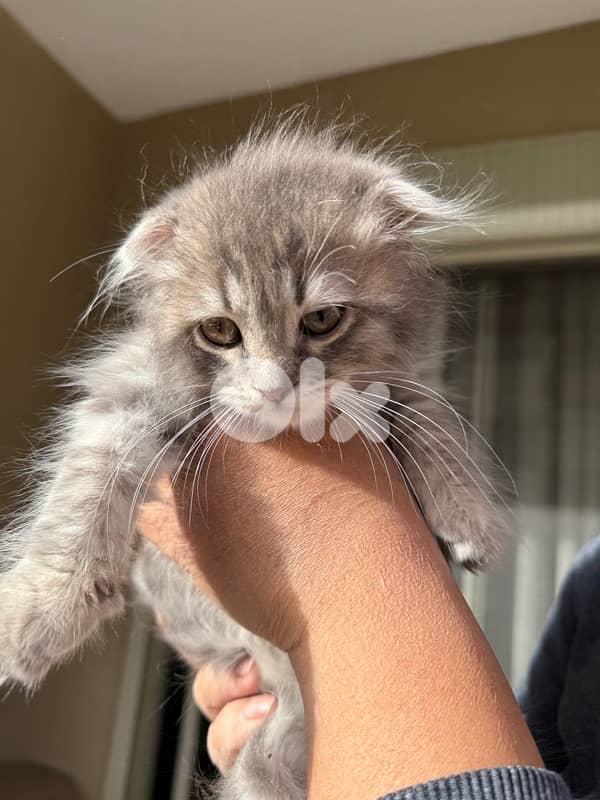 100 silver Scottish fold 1