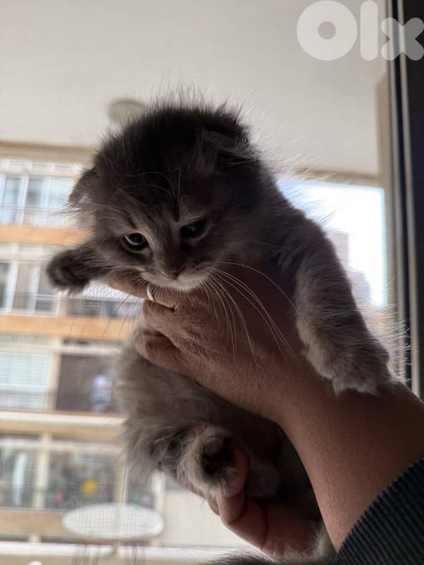 100 silver Scottish fold 2