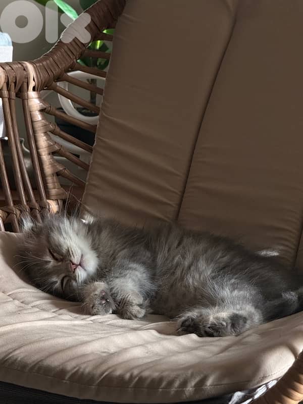 100 silver Scottish fold 9