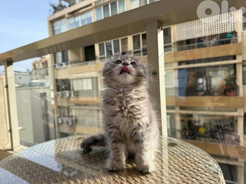 100 silver Scottish fold 10