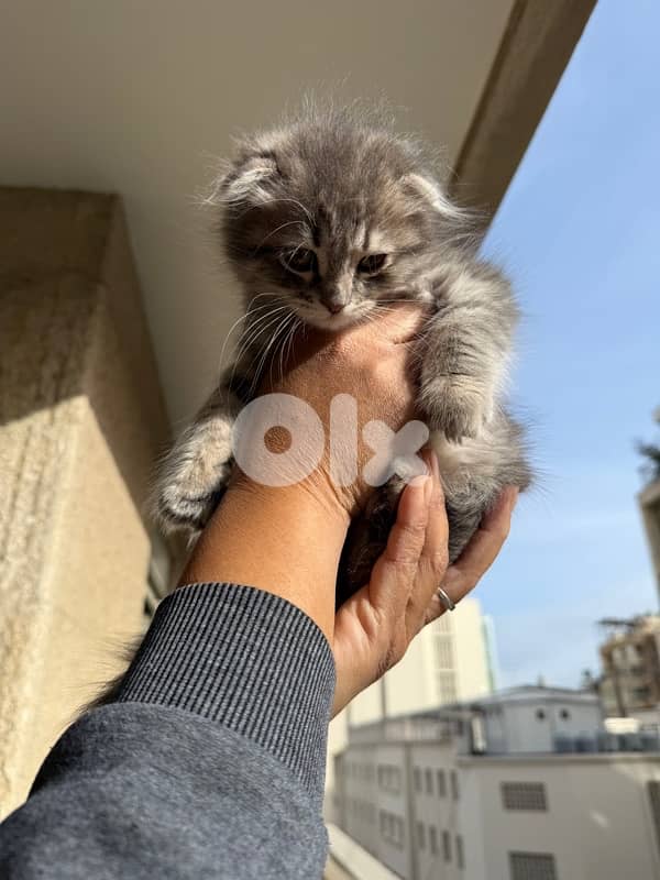 100 silver Scottish fold 11