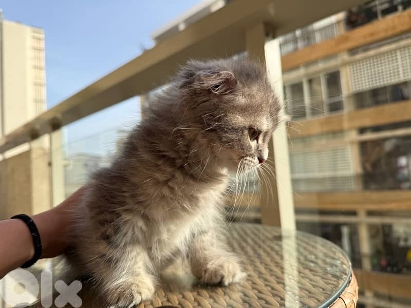 100 silver Scottish fold 12