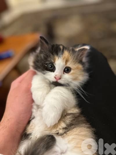 Calico am Kitten cat