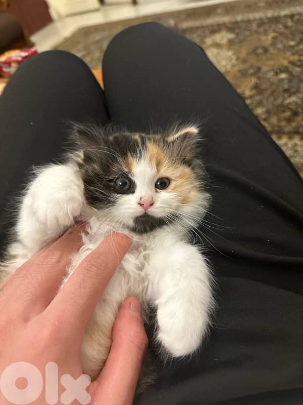 Calico am Kitten cat 1