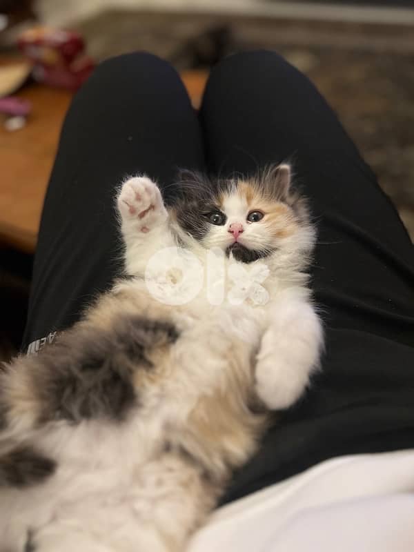 Calico am Kitten cat 2