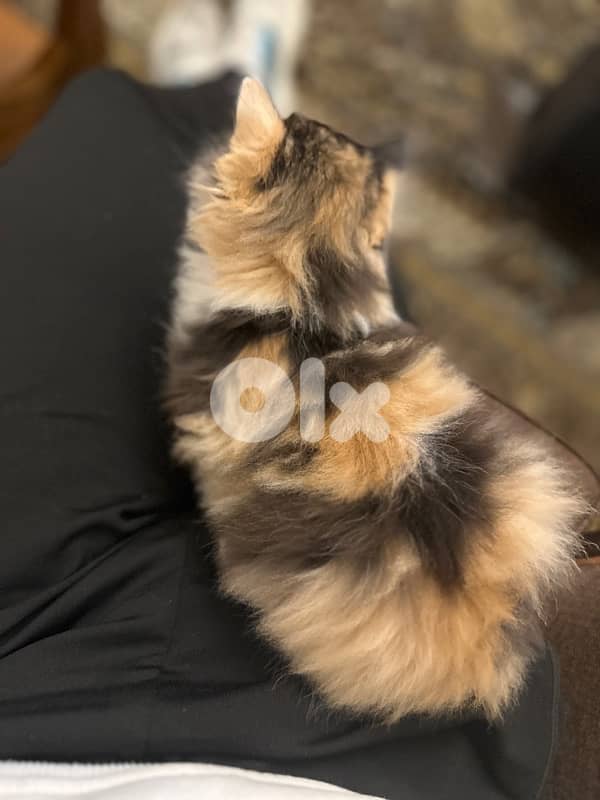 Calico am Kitten cat 3