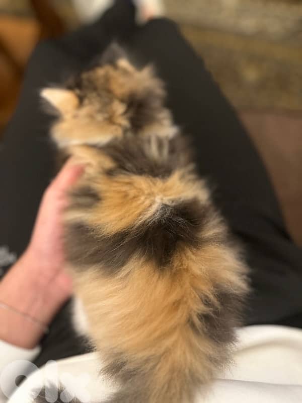 Calico am Kitten cat 4