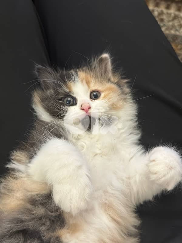 Calico am Kitten cat 5