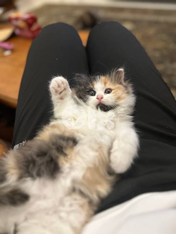 Calico am Kitten cat 6