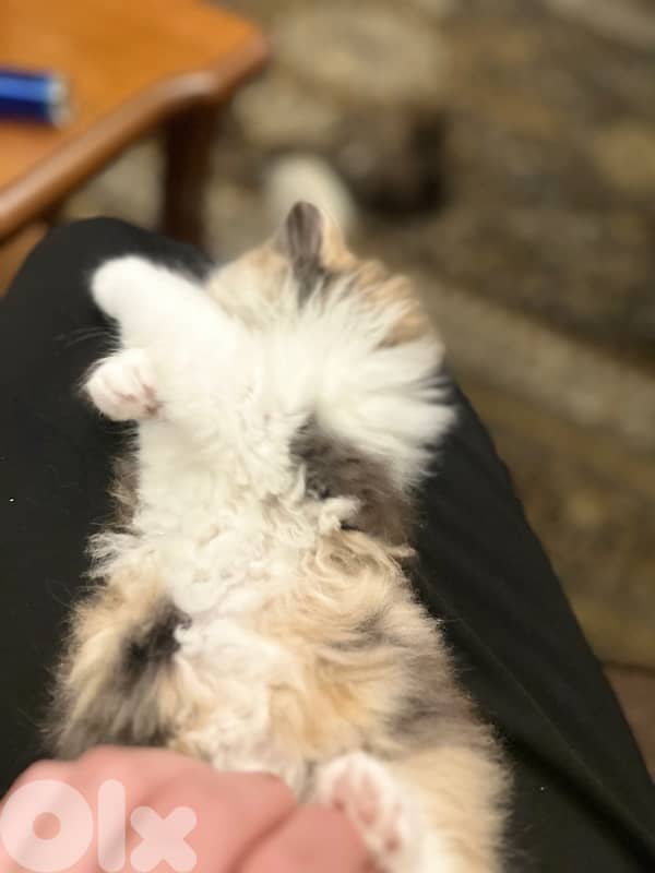 Calico am Kitten cat 7