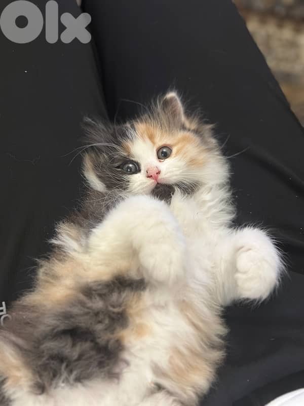 Calico am Kitten cat 8