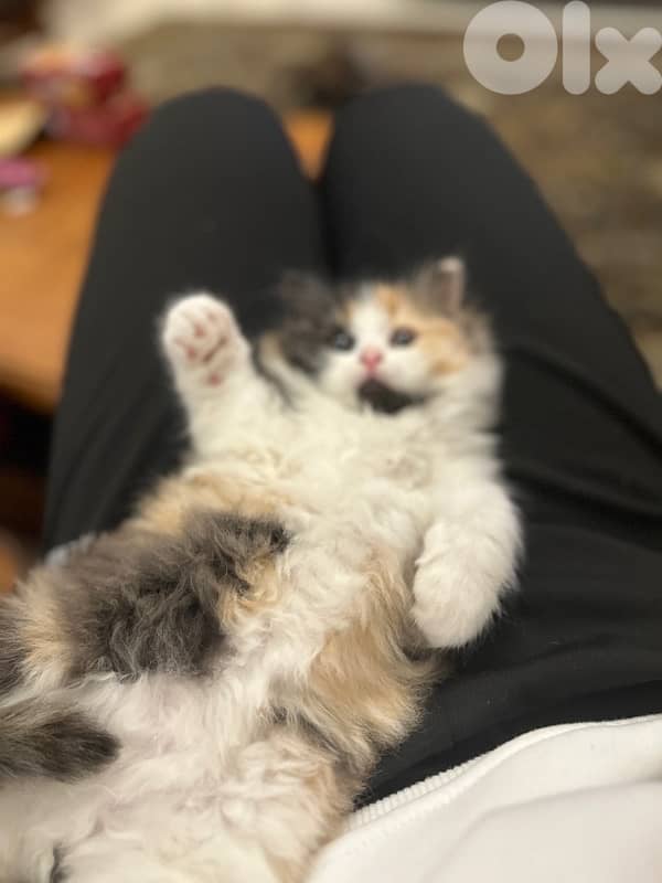 Calico am Kitten cat 9