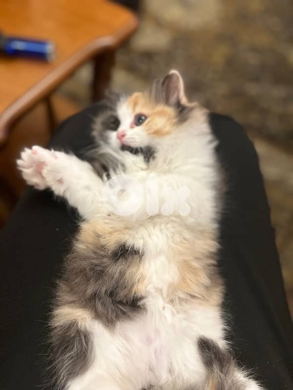 Calico am Kitten cat 10