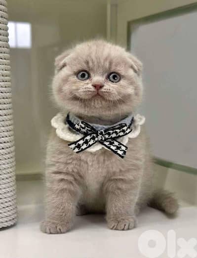 scottish fold lilac