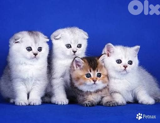 scottish fold lilac 1