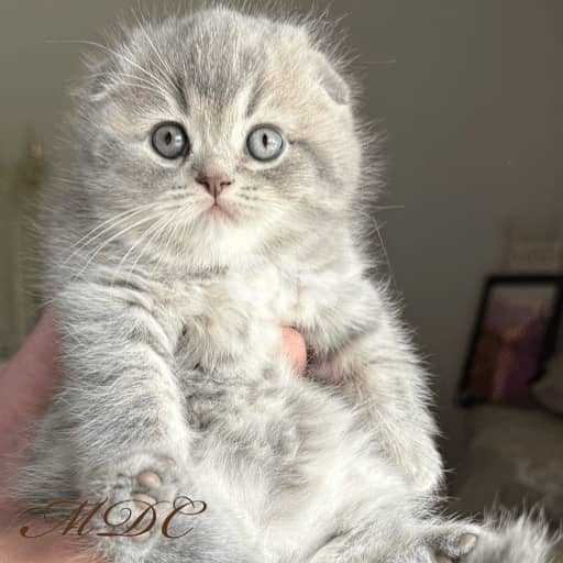 scottish fold lilac 2