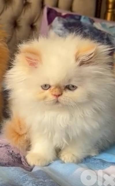 Persian Cat for sale