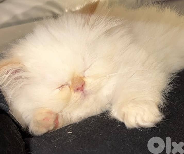 Persian Cat for sale 1