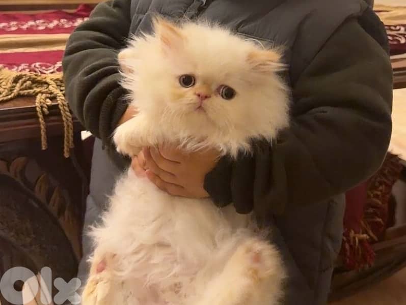 Persian Cat for sale 2