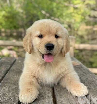 Golden Retriever