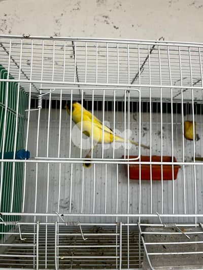 شحور منطقة صور