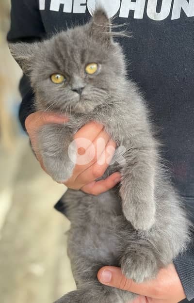 British Shorthair