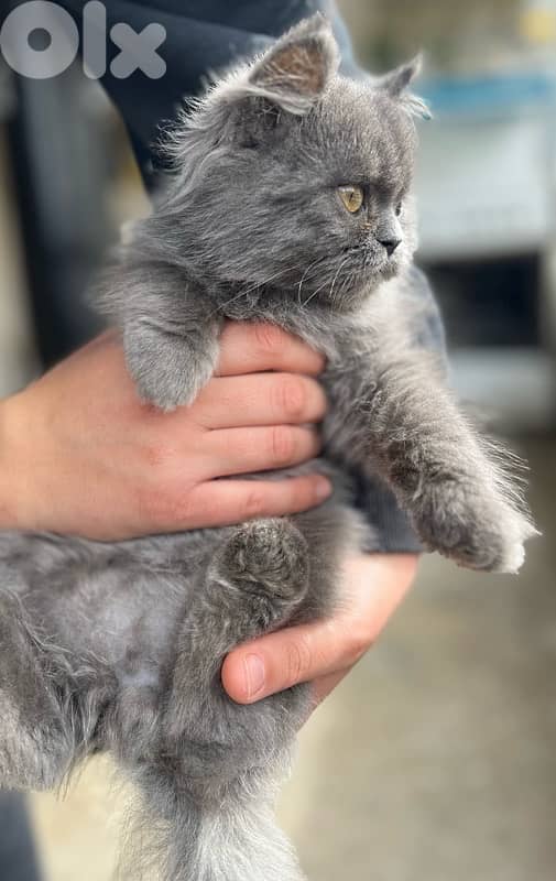British Shorthair 1