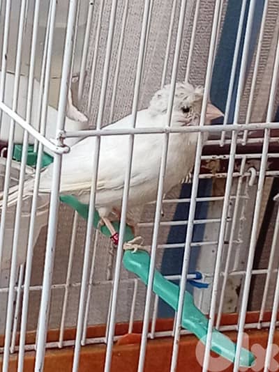 بيروت سن الفيل