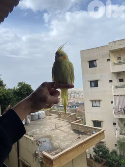 karawan 50$ mrawad 79393218