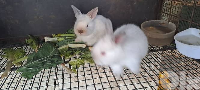 ارانب كلفورنيا